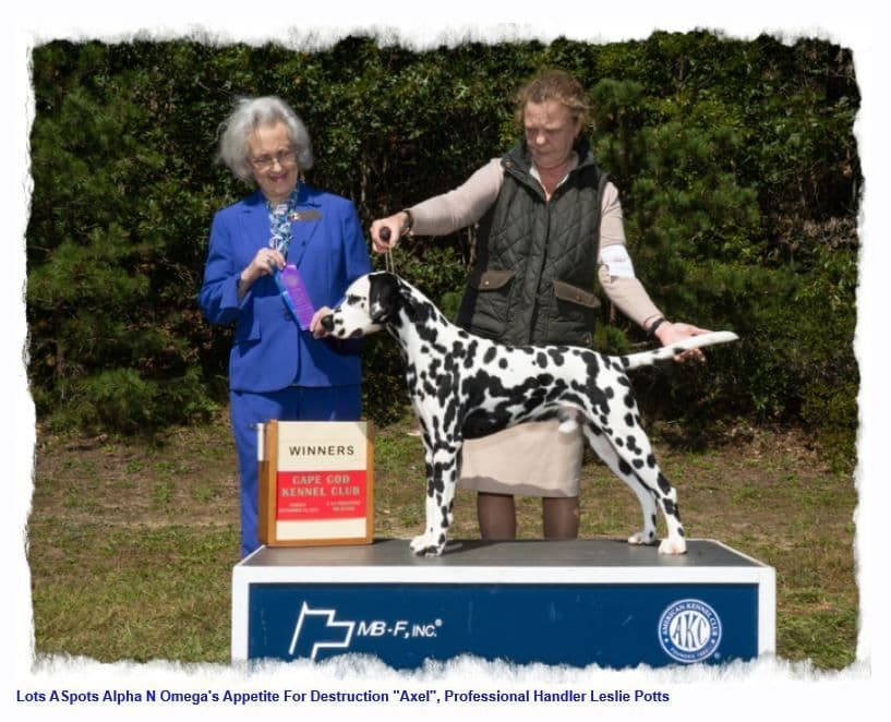 Dalmatian Puppies breeder image 8