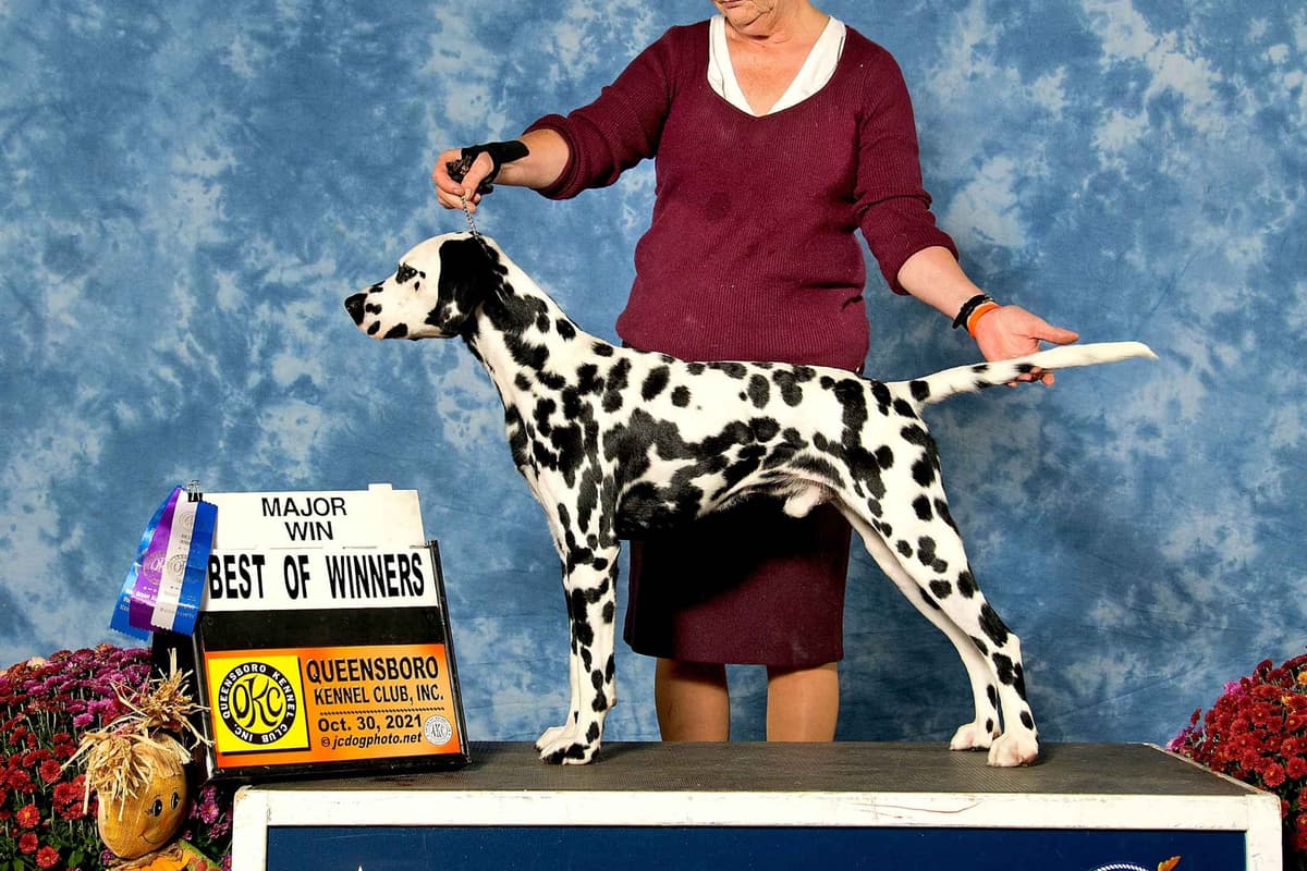 Dalmatian Puppies breeder image 17
