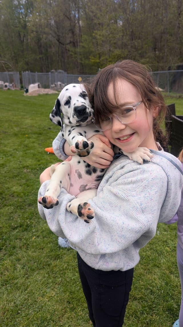 Dalmatian Puppies media 4