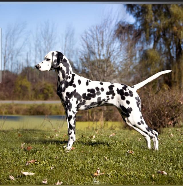 Dalmatian Puppies media 3