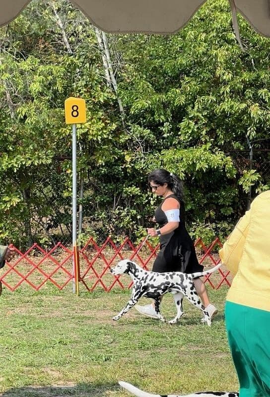 Dalmatian Puppies media 5