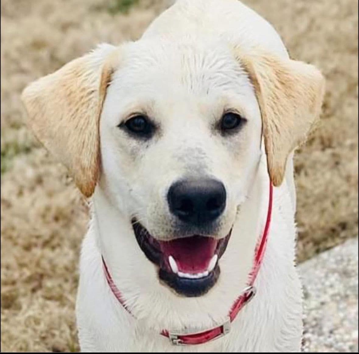 Labrador Retriever Puppies - LaBaume Trace Farms breeder image 2