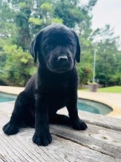 Labrador Retriever Puppies - LaBaume Trace Farms media 2