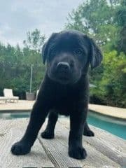 Labrador Retriever Puppies - LaBaume Trace Farms media 3
