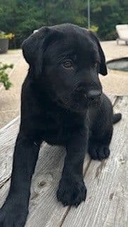 Labrador Retriever Puppies - LaBaume Trace Farms media 4