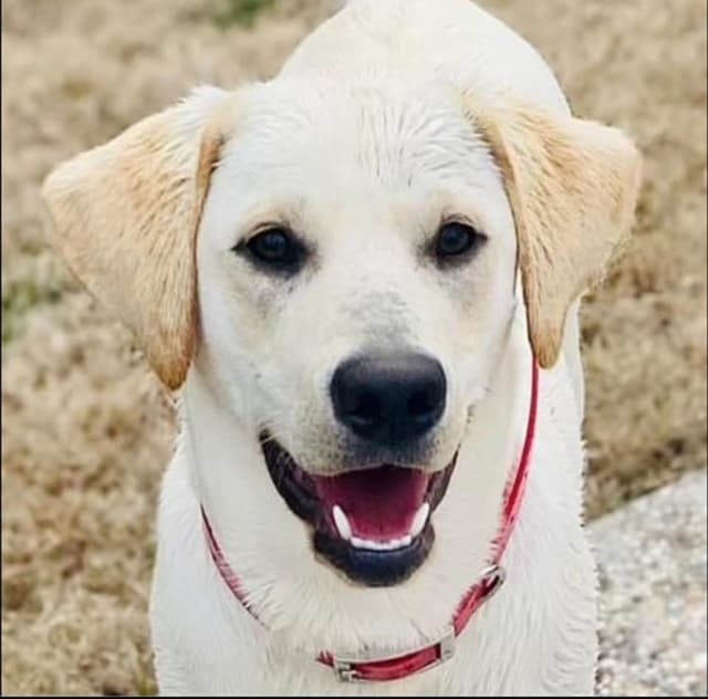 Labrador Retriever Puppies - LaBaume Trace Farms media 7