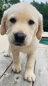 Labrador Retriever Puppies - LaBaume Trace Farms media 5