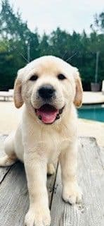 Labrador Retriever Puppies - LaBaume Trace Farms media 6