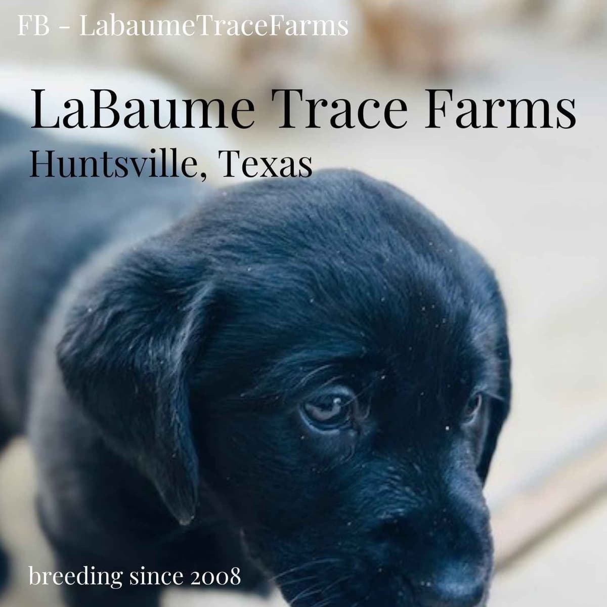 Labrador Retriever Puppies - LaBaume Trace Farms breeder image 1