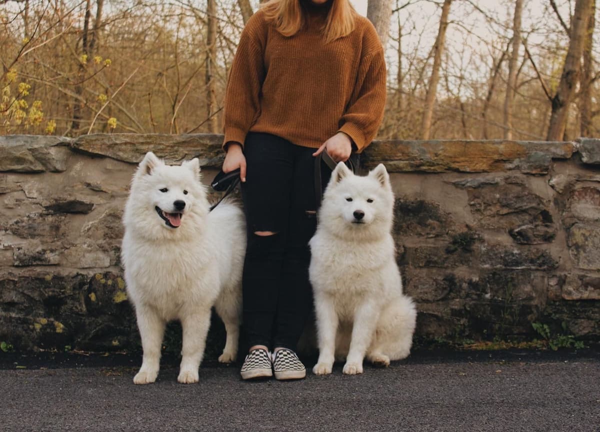 Champion Russian import bloodline Samoyed Puppies breeder image 4
