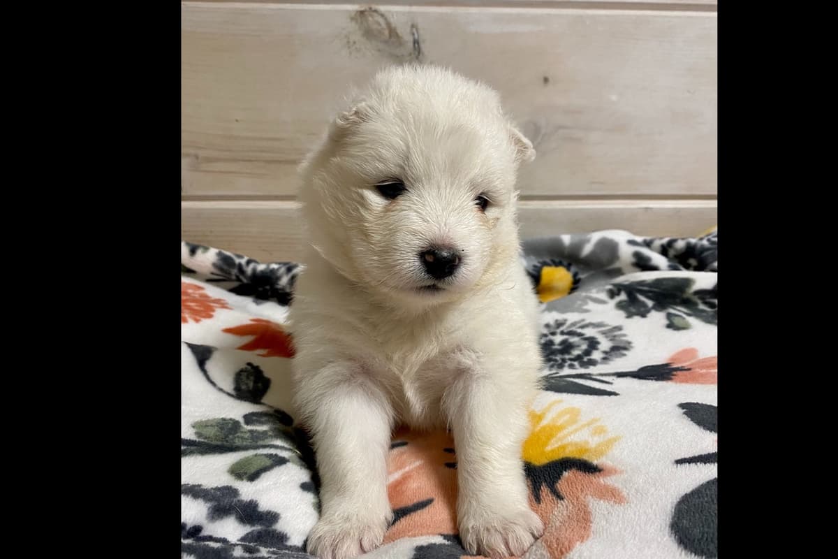Champion Russian import bloodline Samoyed Puppies breeder image 5