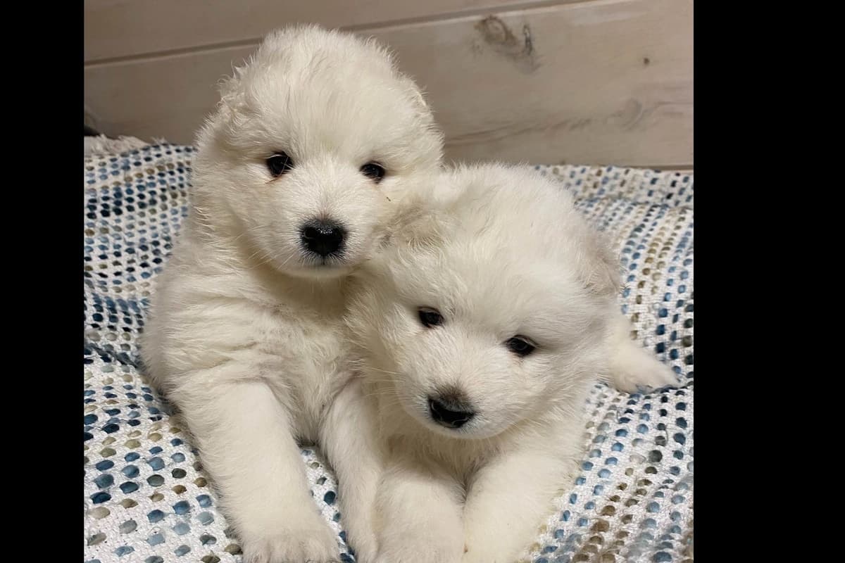 Champion Russian import bloodline Samoyed Puppies breeder image 6