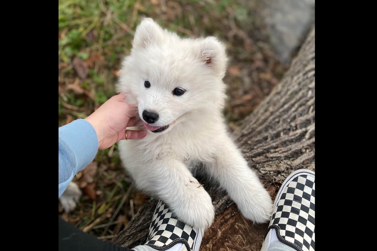 Champion Russian import bloodline Samoyed Puppies breeder image 7