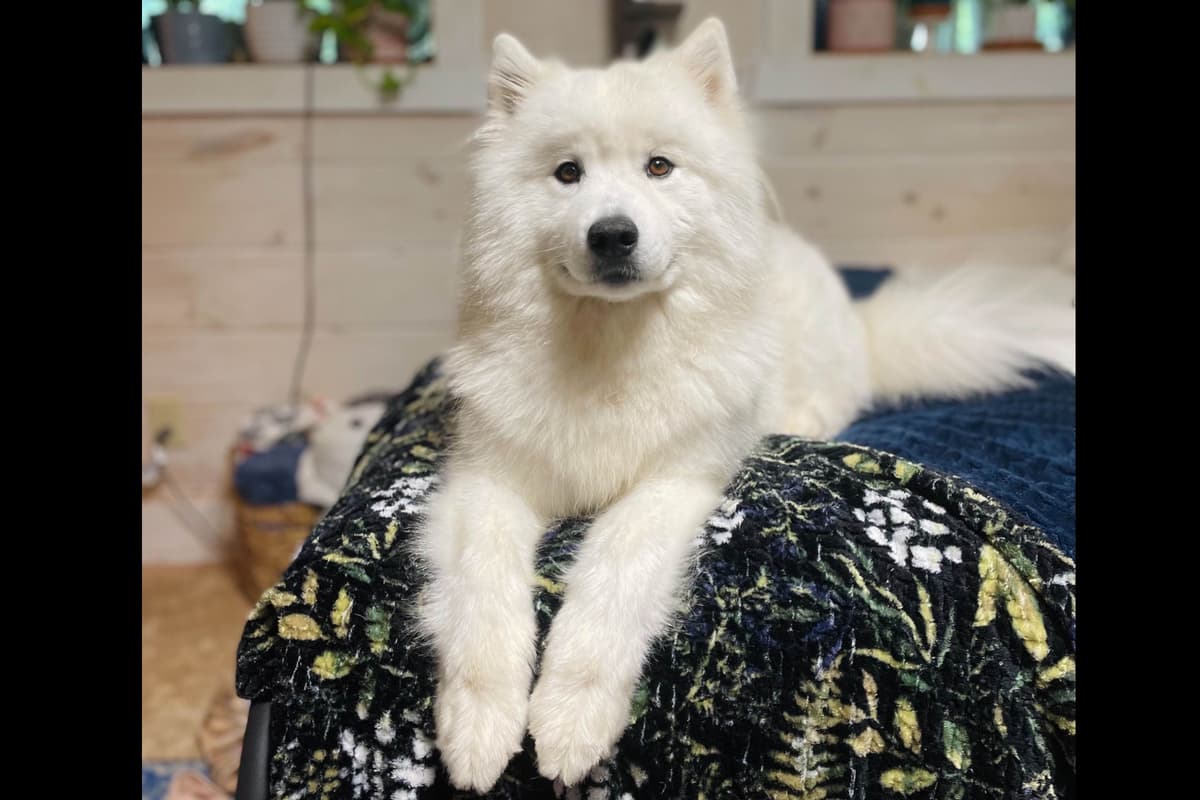 Champion Russian import bloodline Samoyed Puppies breeder image 8