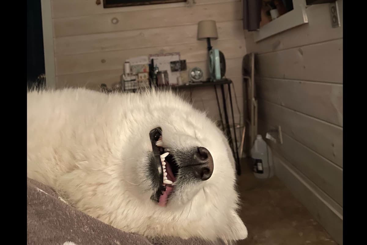 Champion Russian import bloodline Samoyed Puppies breeder image 10