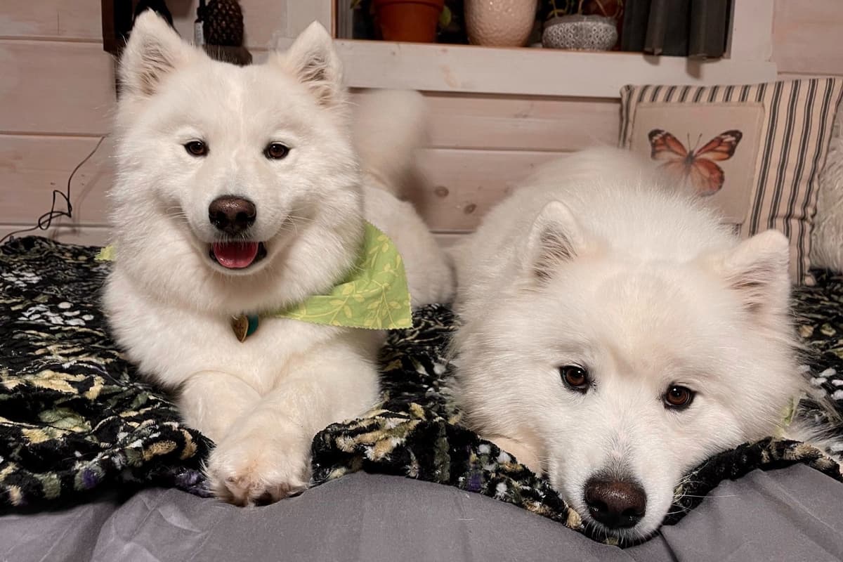 Champion Russian import bloodline Samoyed Puppies breeder image 12