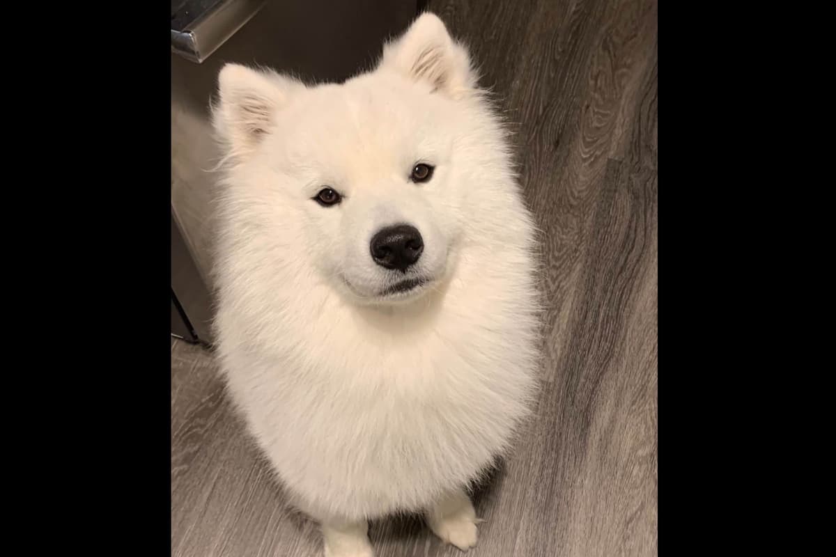 Champion Russian import bloodline Samoyed Puppies breeder image 14
