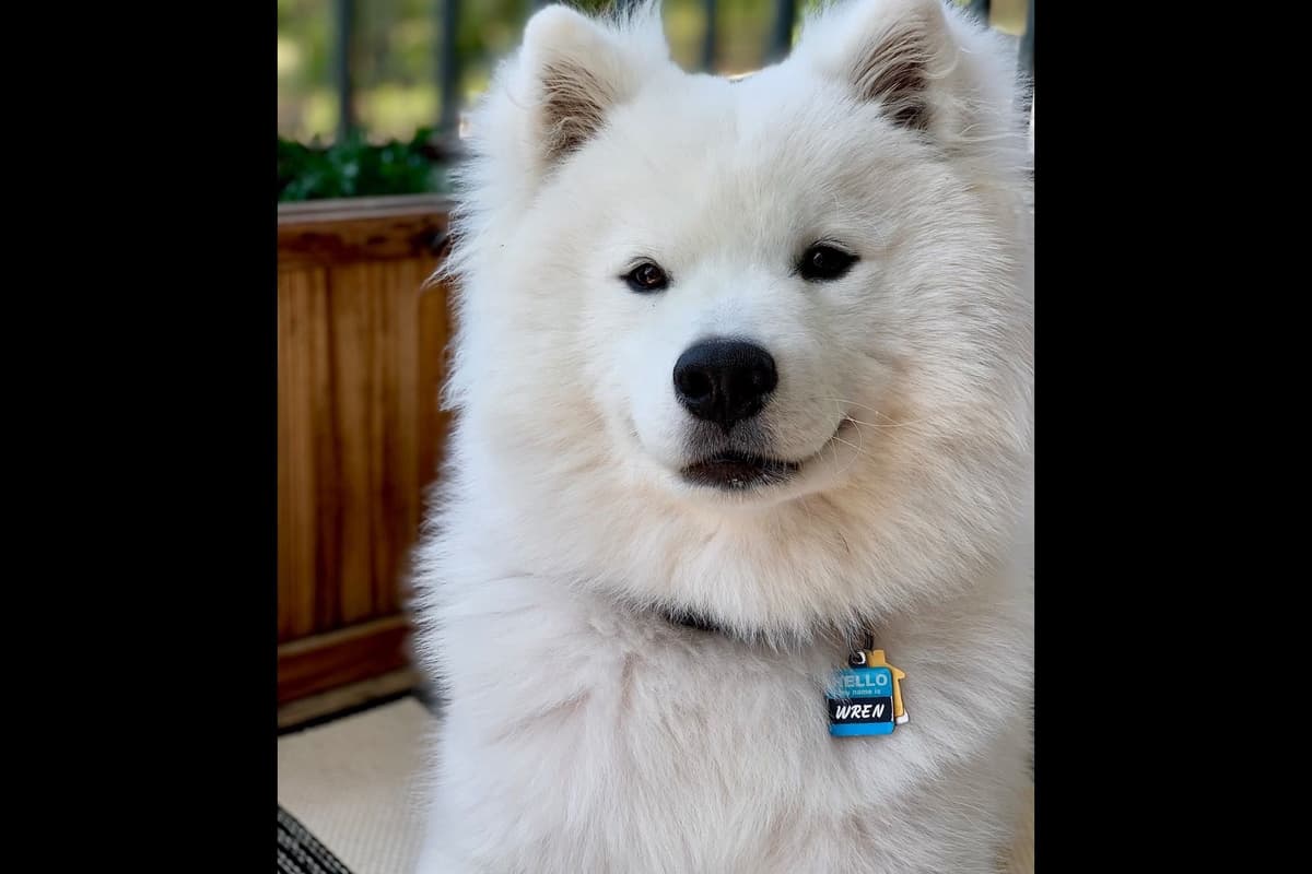 Champion Russian import bloodline Samoyed Puppies breeder image 15