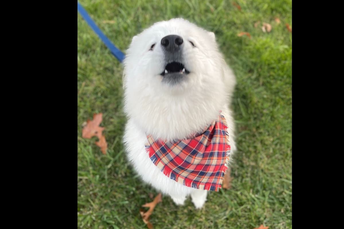 Champion Russian import bloodline Samoyed Puppies breeder image 16