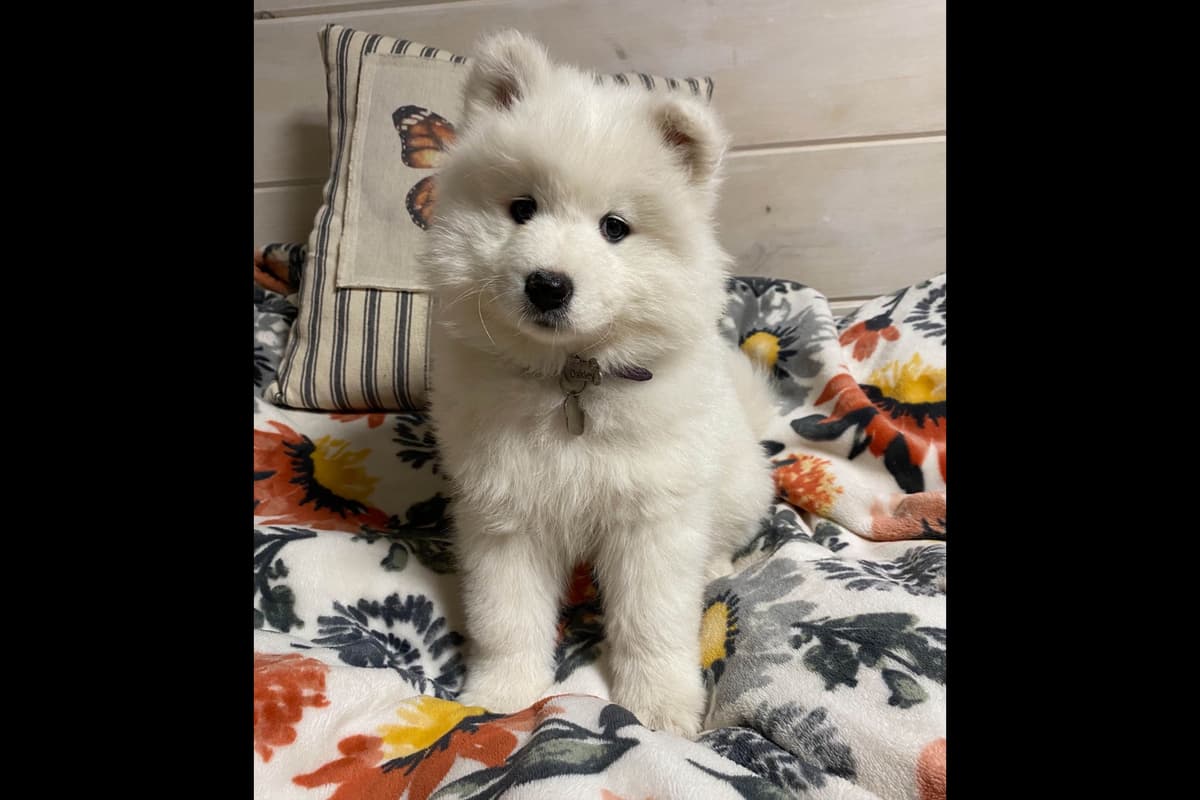 Champion Russian import bloodline Samoyed Puppies breeder image 17