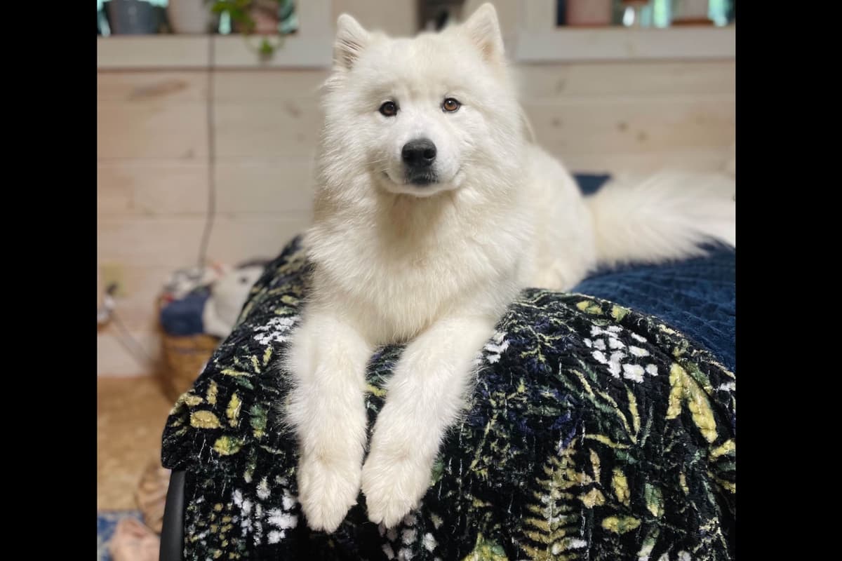 Champion Russian import bloodline Samoyed Puppies breeder image 3