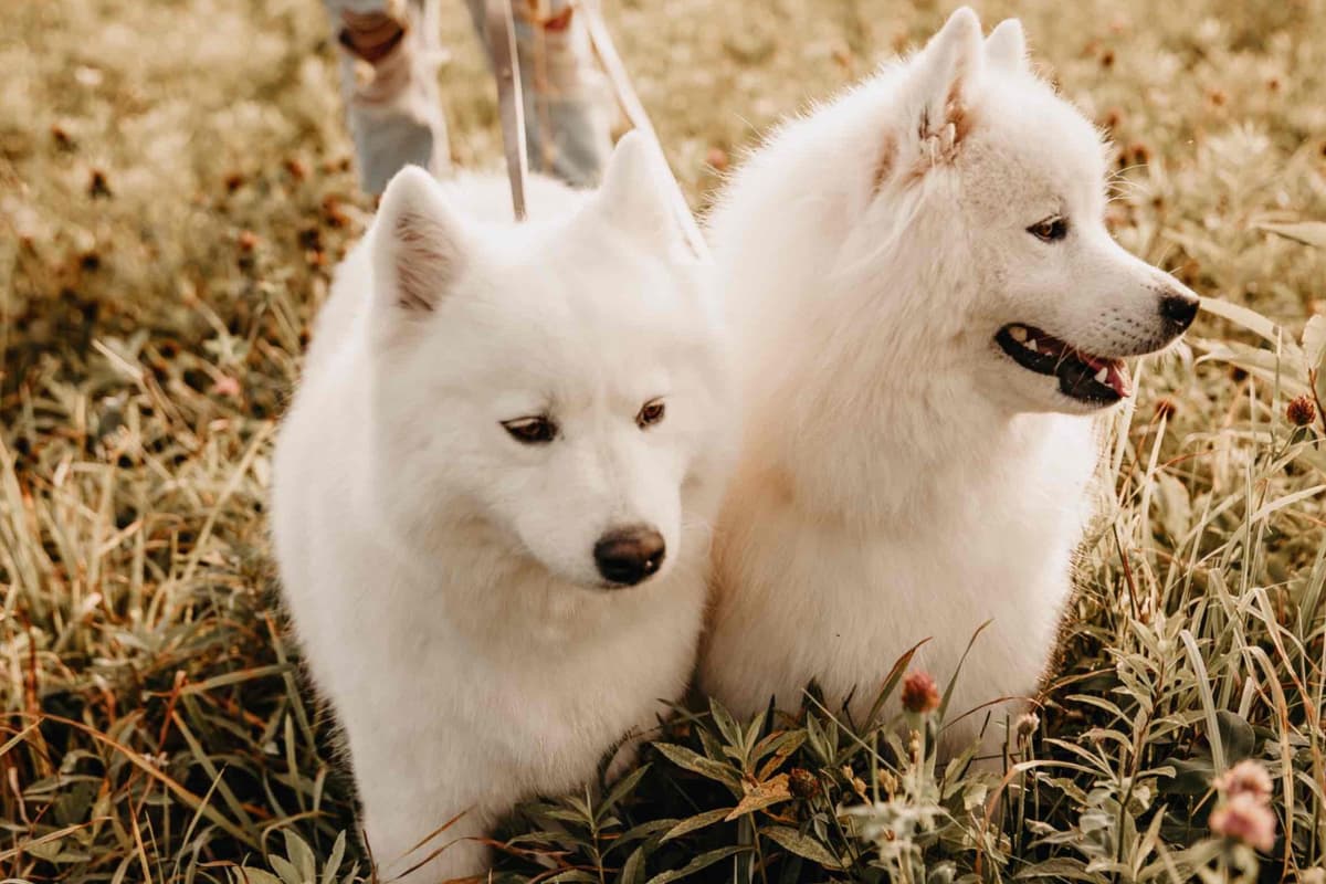 Champion Russian import bloodline Samoyed Puppies breeder image 18