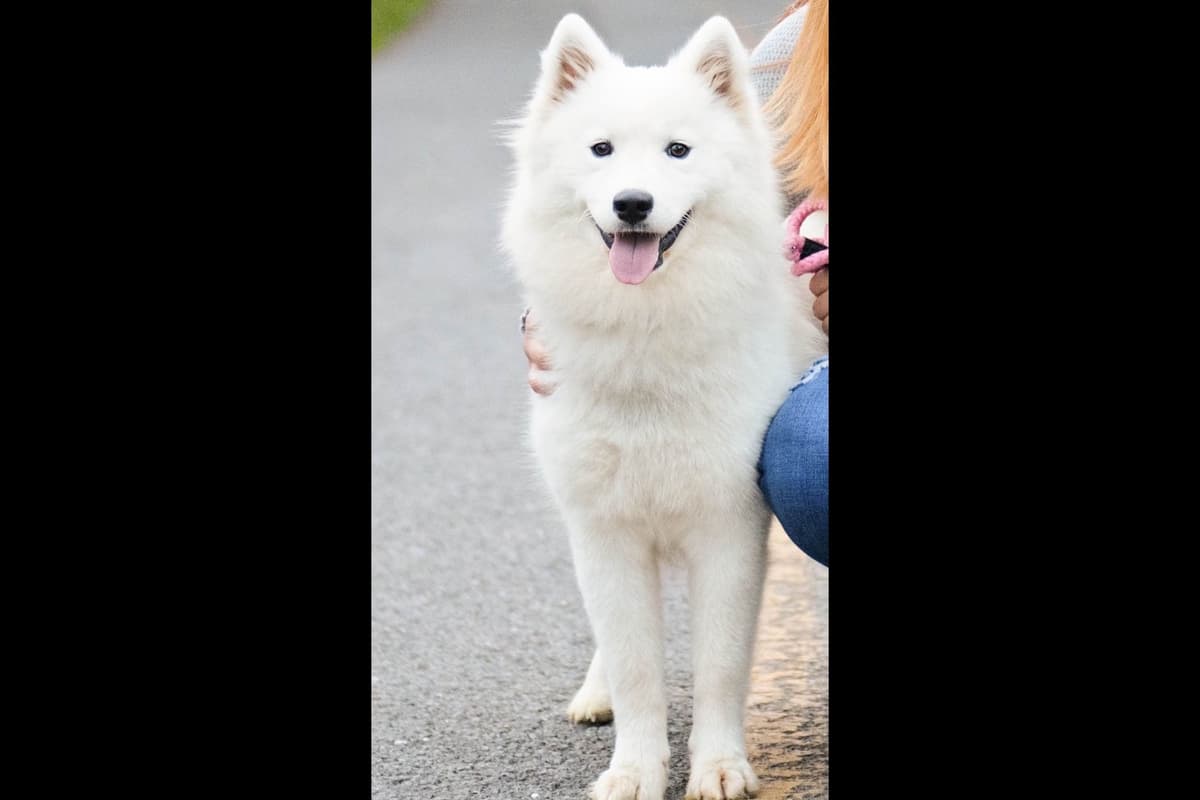 Champion Russian import bloodline Samoyed Puppies breeder image 19