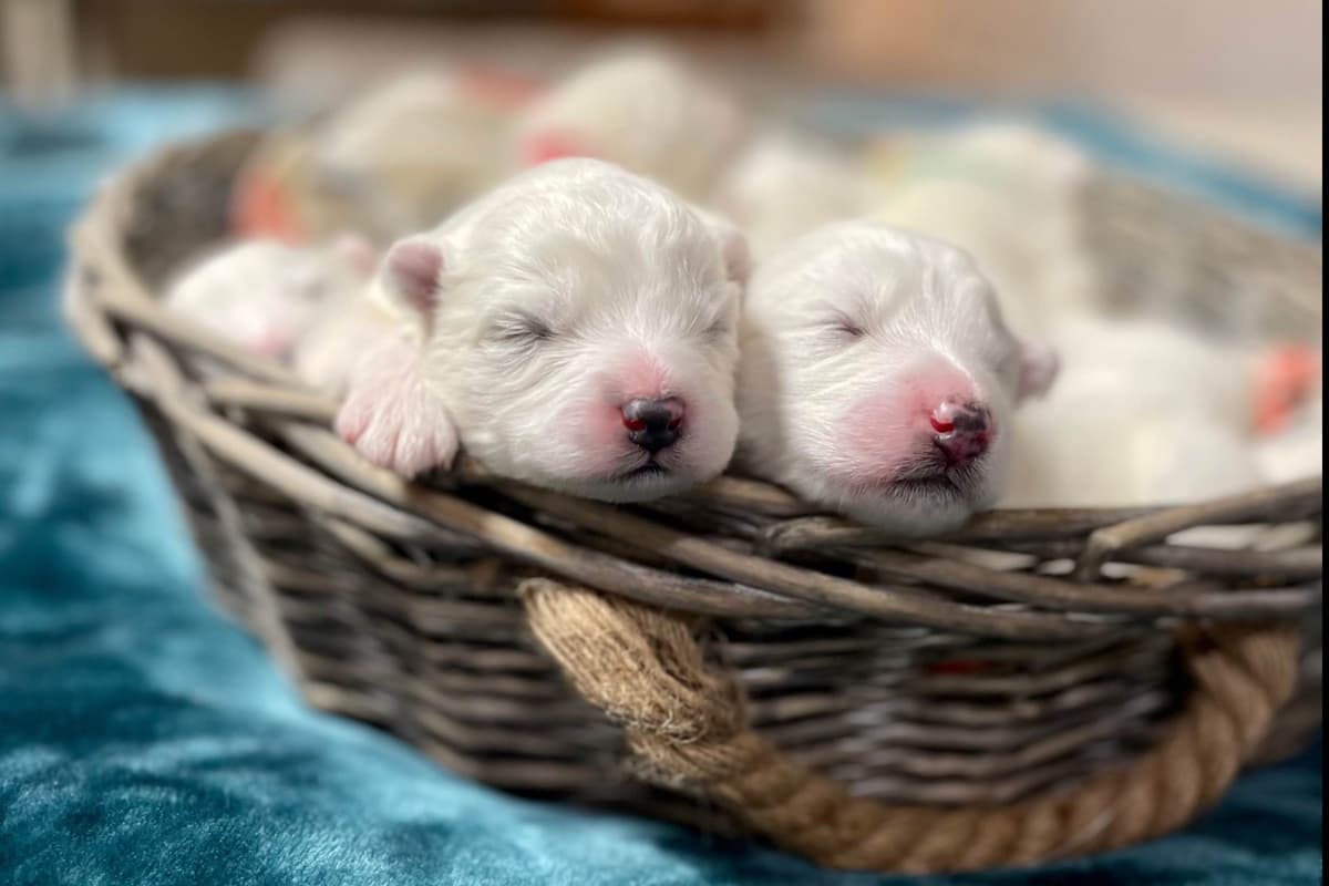 Champion Russian import bloodline Samoyed Puppies breeder image 2