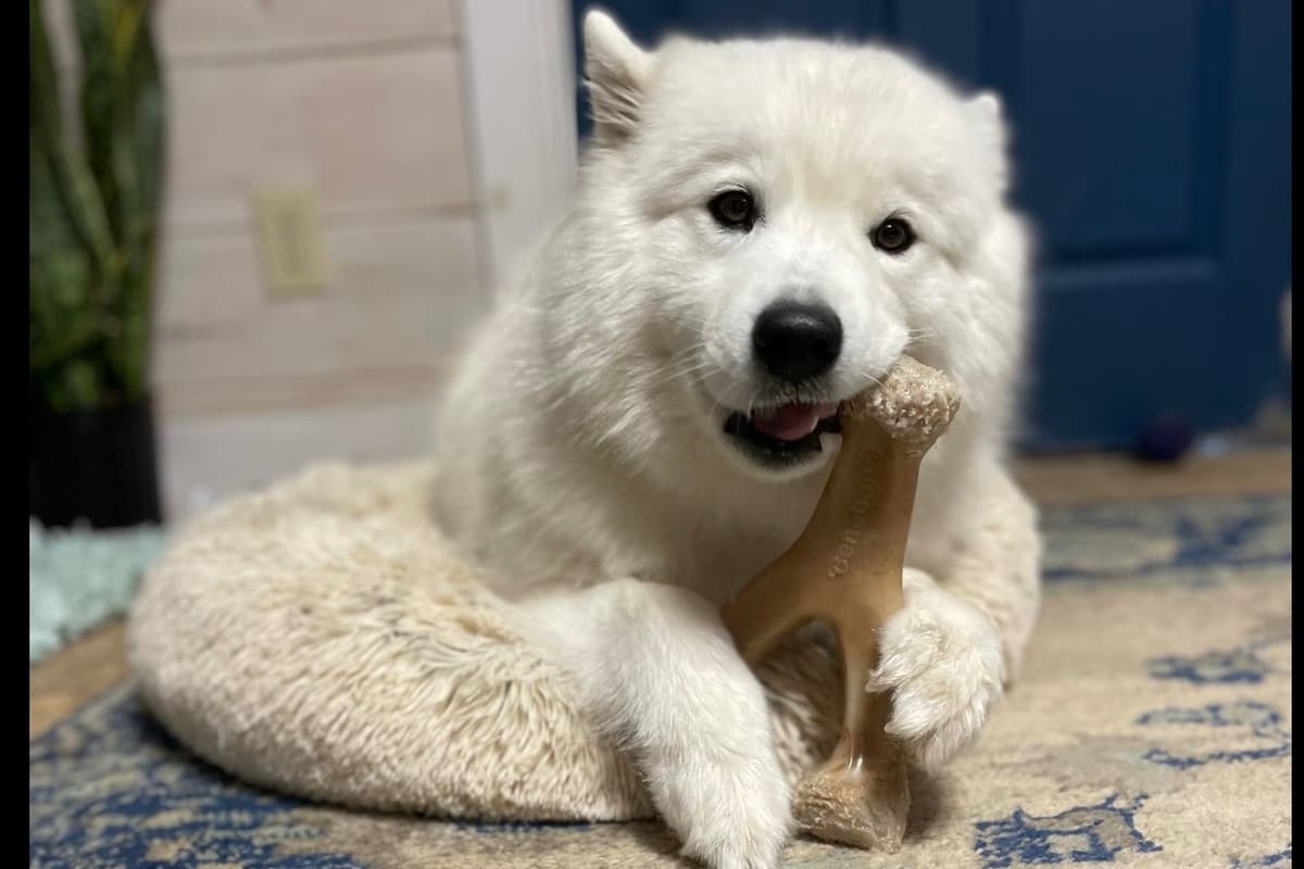 Champion Russian import bloodline Samoyed Puppies breeder image 20