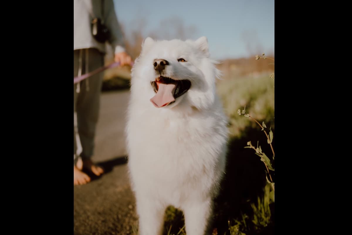 Champion Russian import bloodline Samoyed Puppies breeder image 21