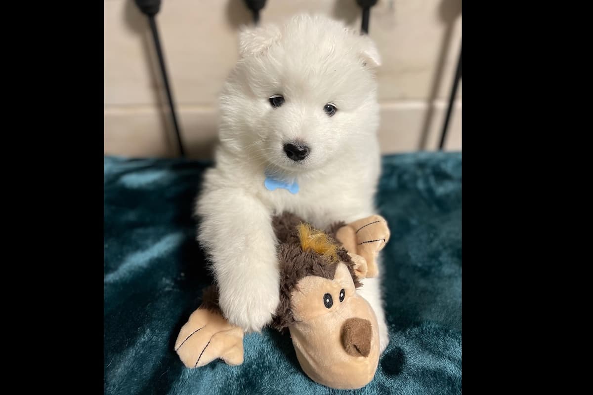 Champion Russian import bloodline Samoyed Puppies breeder image 1