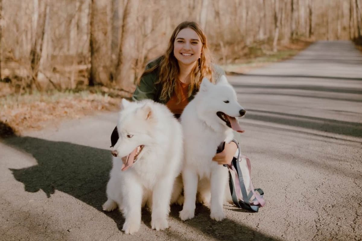 Champion Russian import bloodline Samoyed Puppies breeder image 22