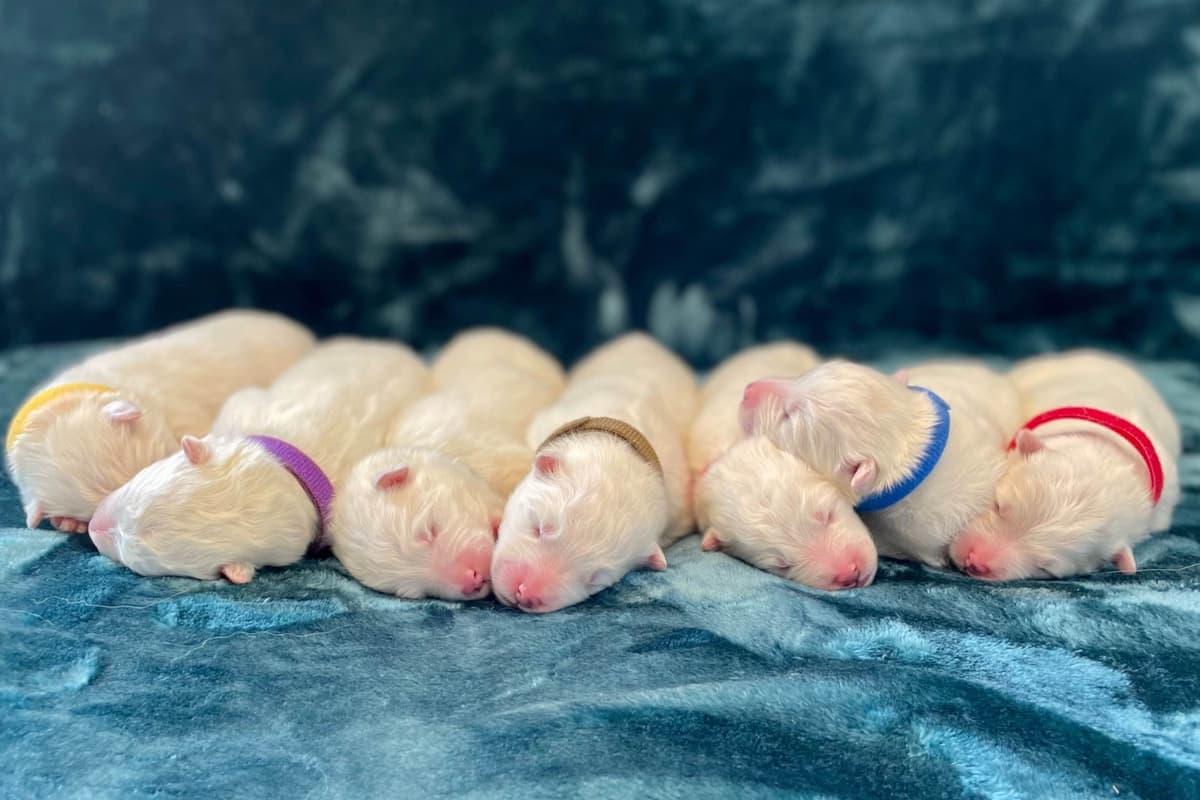 Champion Russian import bloodline Samoyed Puppies breeder image 24