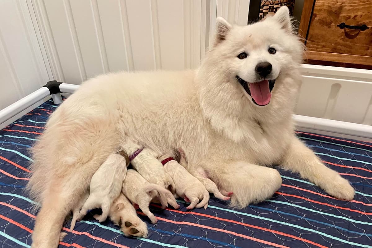 Champion Russian import bloodline Samoyed Puppies breeder image 26