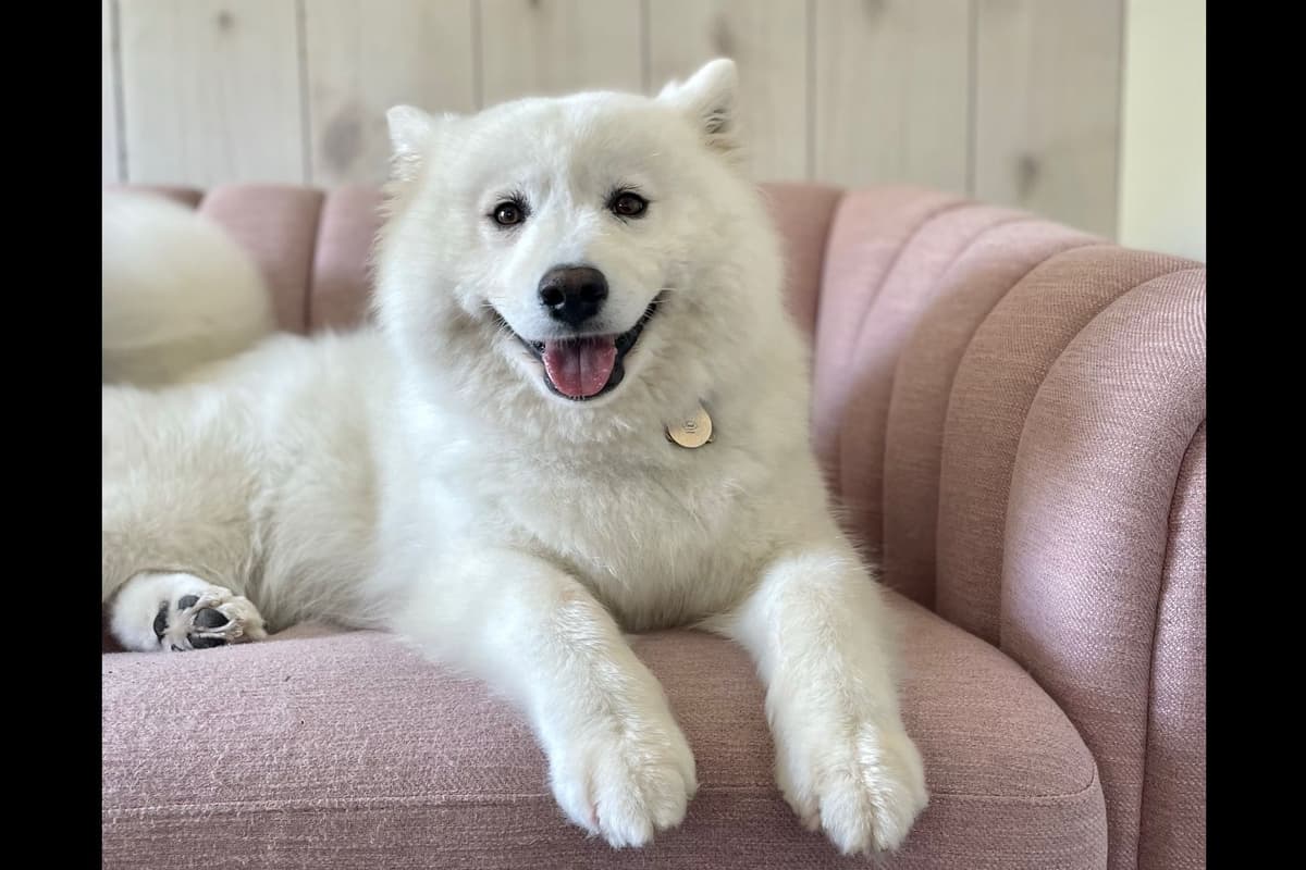 Champion Russian import bloodline Samoyed Puppies breeder image 27