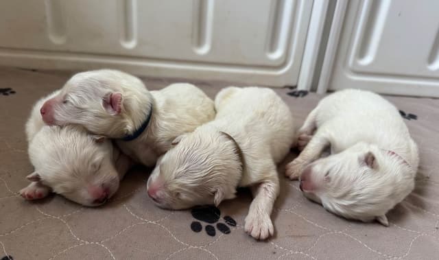Champion Russian import bloodline Samoyed Puppies media 8