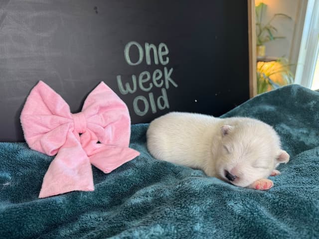 Champion Russian import bloodline Samoyed Puppies media 3