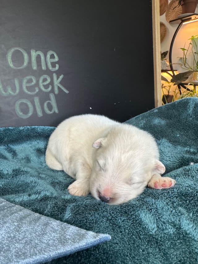 Champion Russian import bloodline Samoyed Puppies media 4