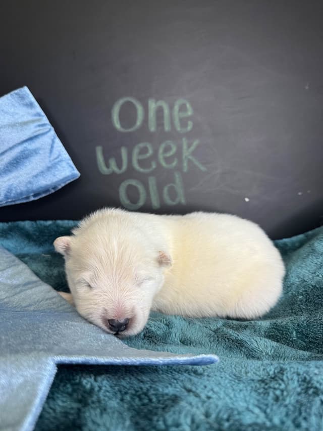 Champion Russian import bloodline Samoyed Puppies media 7