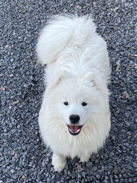Champion Russian import bloodline Samoyed Puppies media 9