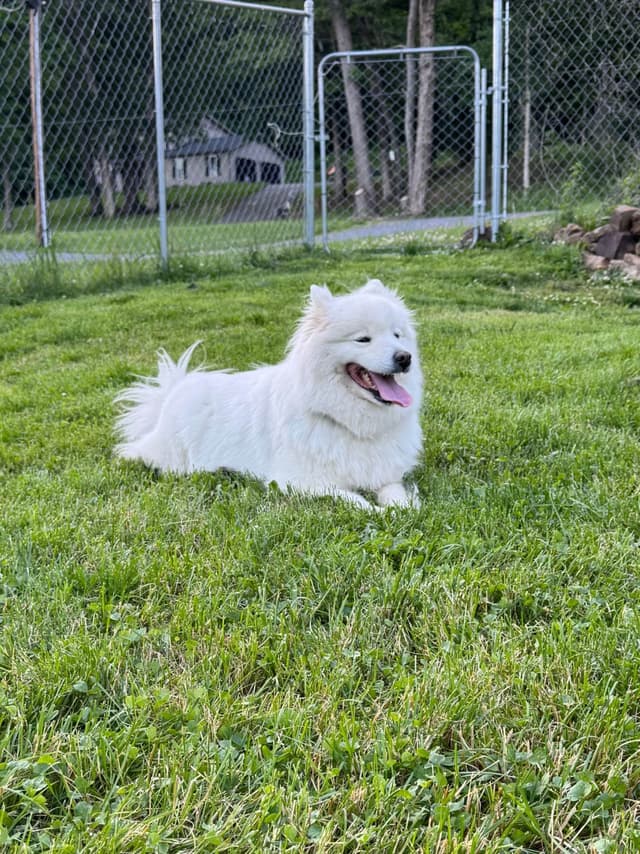 Champion Russian import bloodline Samoyed Puppies media 10