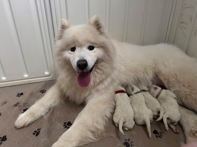 Champion Russian import bloodline Samoyed Puppies media 11