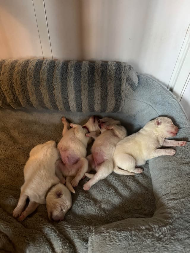 Champion Russian import bloodline Samoyed Puppies media 12