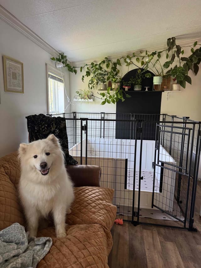 Champion Russian import bloodline Samoyed Puppies media 13