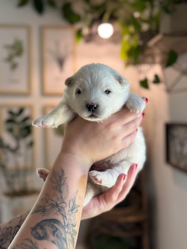 Champion Russian import bloodline Samoyed Puppies media 2