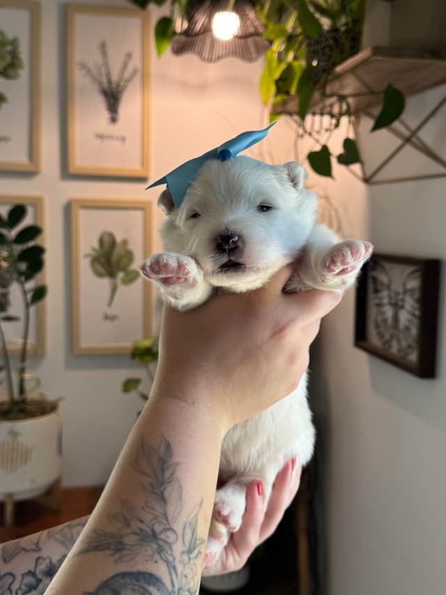 Champion Russian import bloodline Samoyed Puppies media 16