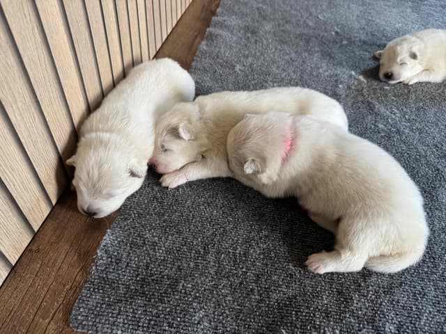 Champion Russian import bloodline Samoyed Puppies media 15