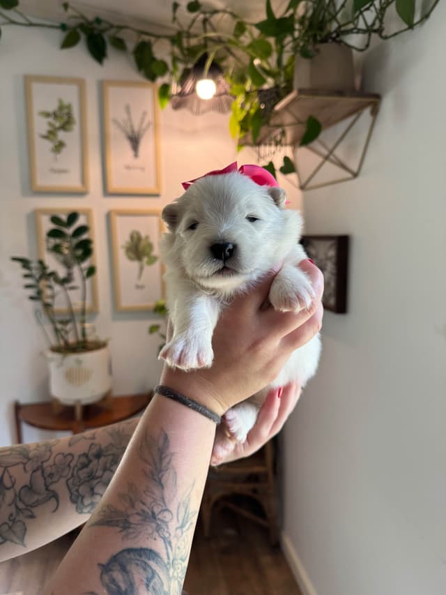 Champion Russian import bloodline Samoyed Puppies media 17