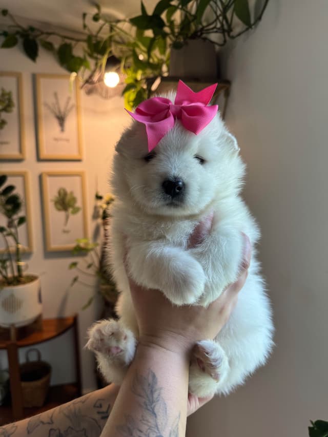 Champion Russian import bloodline Samoyed Puppies media 20