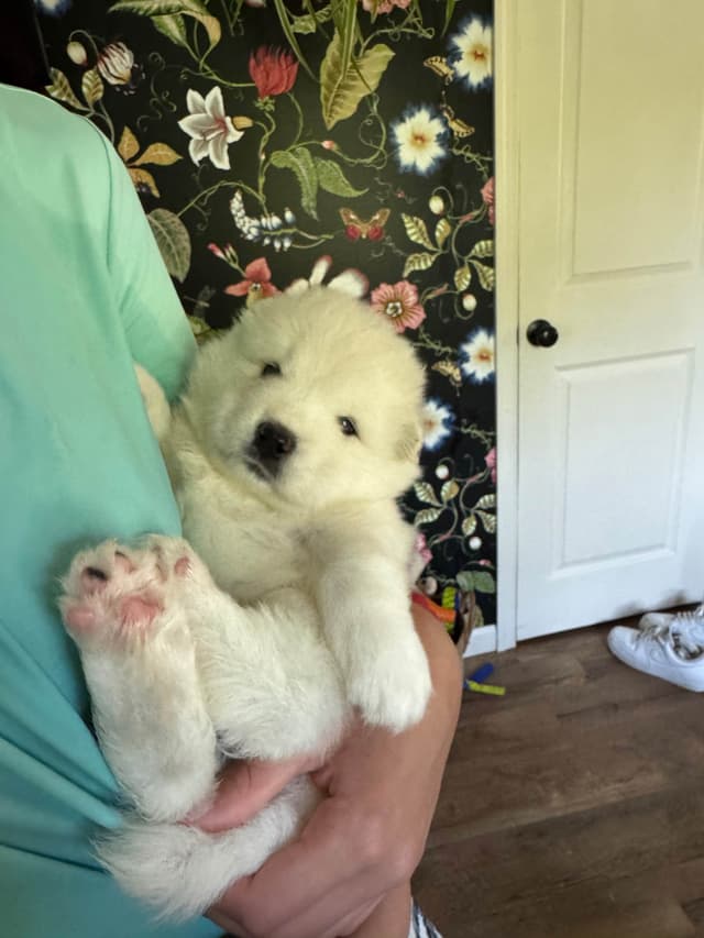 Champion Russian import bloodline Samoyed Puppies media 18